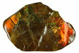 Iridescent Ammolite (Fossil Ammonite Shell) - Alberta, Canada #156798-1